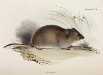 Ratto a pelo lungo o della peste, Australia, c 1832-1836