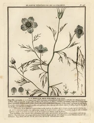 Nigella arvensis