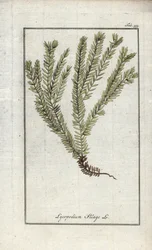 Lycopodium clavatum. Litografia da 