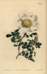 Rosa di Macartney, Rosa bracteata