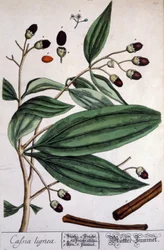 Pianta di cannella del Malabar