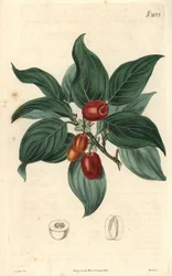 Corniolo maschio, ramo con frutto. Illustrazione di C. Curtis, incisione di Weddell. Incisione in "The Curtis Botanical Magazine" di Samuel Curtis