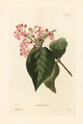 Malpighia glabra. Incisione a mano colorata di George Cooke da un