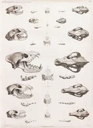 Mammiferi: teschi di carnivori