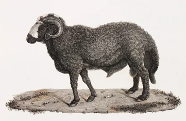 Mammiferi: un ariete con una grande coda