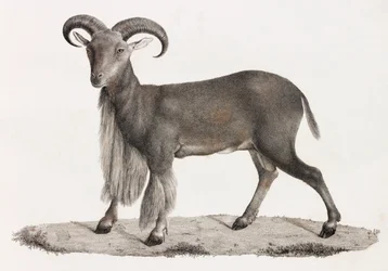 Mammiferi: una pecora della Barberia