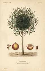 Albero di mancinella, Hippomane mancinella