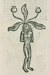 Mandragora