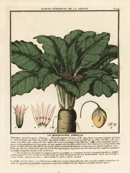 Mandragora, Mandragora officinarum