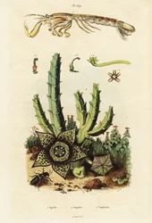 Gambero mantide, fiore stellato e scarabeo