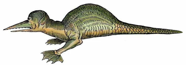 Drago marino (Draco marinus), xilografia tratta da Paralipomena accuratissima historiae omnium animalium quae in voluminibus Aldrovandi desiderantur
