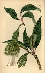 Markea viridiflora (Solandra viridiflora). Incisione a mano colorata da Samuel Curtis
