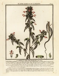 Pedicolare delle paludi, Pedicularis palustris
