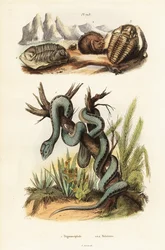Vipera di Martinica e trilobiti estinti