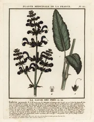 Salvia dei prati, Salvia pratensis