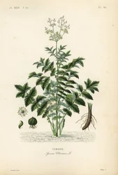 Filipendula ulmaria