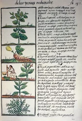Piante medicinali, testo in nahuati, da facsimile del manoscritto Storia Generale delle Cose della Nuova Spagna, noto anche come Codice Fiorentino, di Bernardino de Sahagun