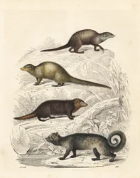 Suricata, mangusta grigia indiana, kusimanse comune e zibetto delle palme asiatico (litografia)