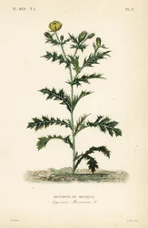 Papavero messicano