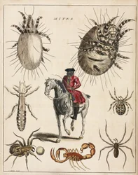 Microscopia