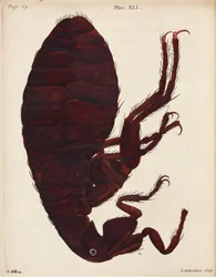Microscopia