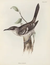 Uccello beffardo, Isole Galapagos, c. 1832-1836