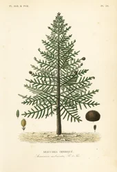 Araucaria del Cile, Araucaria araucana, Araucaria imbricata