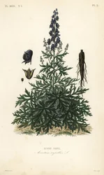 Aconito, Aconitum napellus