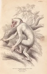 Macaco moro, Macaca maura (Macacus maimon brachyurus). Maimon bianco, ritenuto un giovane albino. Incisione su acciaio colorata a mano di Lizars dopo un