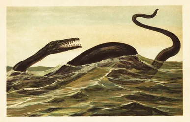 Mosasaurus hoffmannii, rettile acquatico estinto. 1908