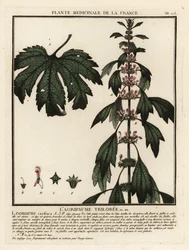 Cardiaca, Leonurus cardiaca