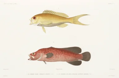 Pesce sapone maculato e Anthias rubino