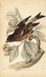 Fringuello montano o fringuello alpino, Fringilla montifringilla.1889 (incisione)