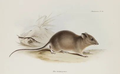 Topo, Isole Galapagos, c 1832-1836