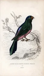 Pappagallo di Muller, Tanygnathus sumatranus. Psittacus cyanopygius (femmina)