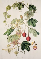 Murucuja baueri
