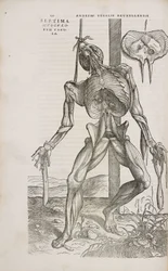 Muscoli Vista frontale dei muscoli profondi del corpo umano maschile