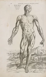 Muscoli Vista frontale dei muscoli superficiali del corpo umano maschile