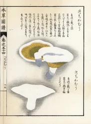 Funghi: latte pepe - Stampa giapponese di Kanen Iwasaki (1786-1842), da Honzo Zufu, guida illustrativa alle piante medicinali