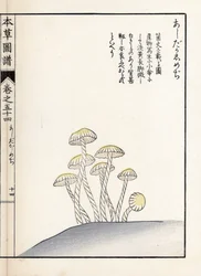 Funghi: shimeji ashitaka (stampa giapponese)