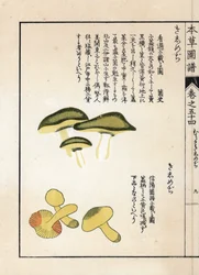 Funghi: varietà di tricholomi equestri (stampa giapponese)