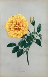 Rosa Nanjing, varietà gialla della rosa tea coltivata da Monsieur Ducher a Lione nel 1871. Cromolitografia disegnata e litografata da F. Grobon dal libro di Hippolyte Jamain e Eugene Forney “Les Roses,” Parigi, J. Rothschild