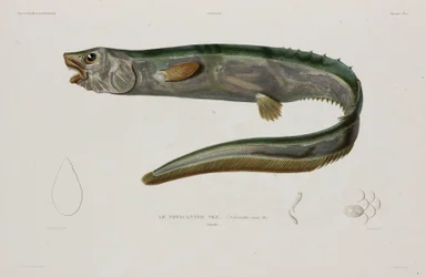 Natacanthus nasus, Islanda, inizio XIX secolo
