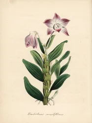 Orchidea dendrobium a stelo collana, Dendrobium moniliforme. Zincografia a mano colorata di C. Chabot disegnata da Miss M. A. Burnett da Plantae Utiliores: or Illustrations of Useful Plants, Whittaker, Londra