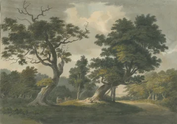 Foresta di Needwood: acquerello
