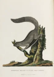 Scoiattolo volante dell