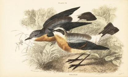 Culbianco, Oenanthe oenanthe. 1889 (incisione)
