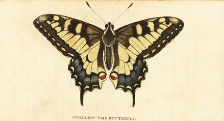 Macaone, Papilio machaon (incisione)