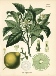 Bergamotto arancio, Citrus bergamia. Cromolitografia da un