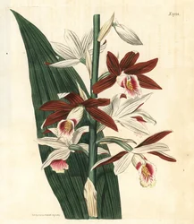Varietà di orchidea Bifrenaria - Orchidea maggiore delle paludi Phaius tankervilleae. In pericolo. Incisione botanica colorata a mano da "Curtis